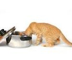 Cat Cat