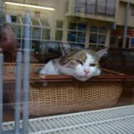 Cat Cat